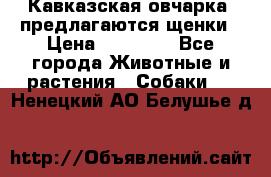 Кавказская овчарка -предлагаются щенки › Цена ­ 20 000 - Все города Животные и растения » Собаки   . Ненецкий АО,Белушье д.
